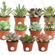 11 Pack of Two-Inch Tall Succulents | $21 | Amazon